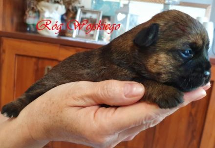 Wir bieten reinrassige Border Terrier Welpen zum