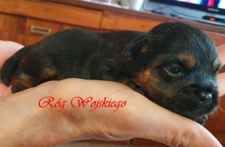 Wir bieten reinrassige Border Terrier Welpen zum