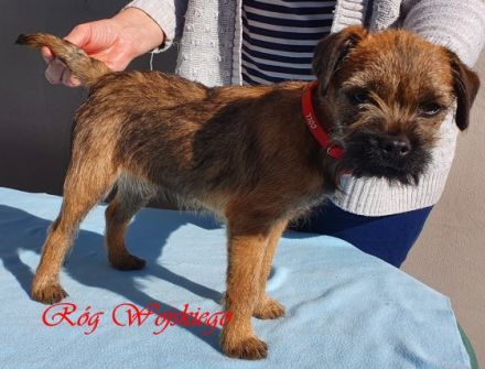 Wir bieten reinrassige Border Terrier Welpen zum