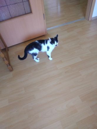 Glöckchen, Leider muss ich aus beruflichen Gründen