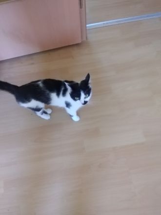 Glöckchen, Leider muss ich aus beruflichen Gründen