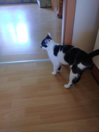 Glöckchen, Leider muss ich aus beruflichen Gründen