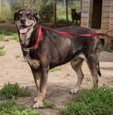 Lurko - liebenswerter, ruhiger Hundemann, der nichts von der Welt erwartet