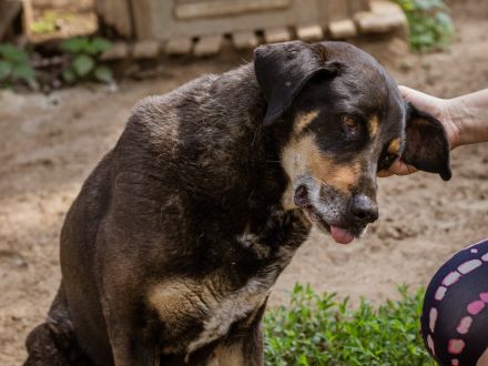 Lurko - liebenswerter, ruhiger Hundemann, der nichts von der Welt erwartet