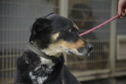 Lurko - liebenswerter, ruhiger Hundemann, der nichts von der Welt erwartet