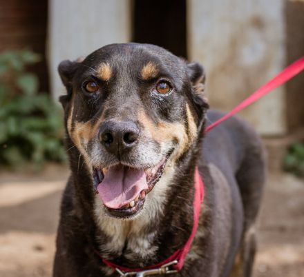 Lurko - liebenswerter, ruhiger Hundemann, der nichts von der Welt erwartet
