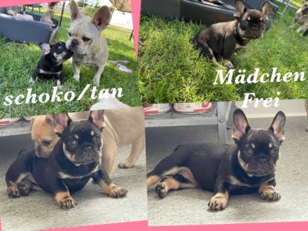 Am 17. April 22 hat unsere Matilda sechs Welpen bei