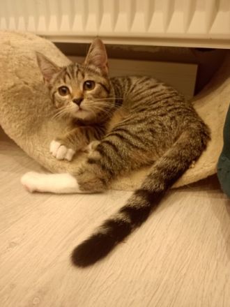 Unsere Maine coon britisch-Langhaar Katze und unser