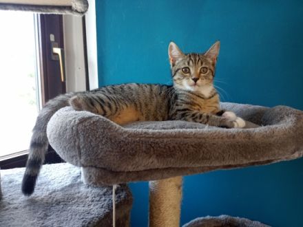 Unsere Maine coon britisch-Langhaar Katze und unser