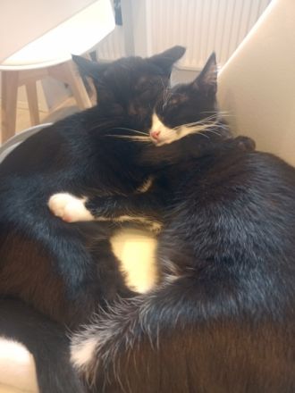 Unsere Maine coon britisch-Langhaar Katze und unser