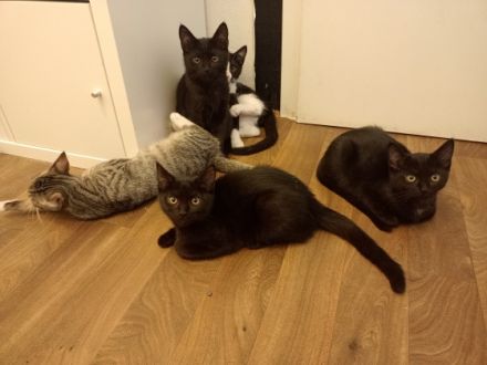 Unsere Maine coon britisch-Langhaar Katze und unser