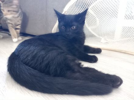 Unsere Maine coon britisch-Langhaar Katze und unser