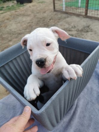 Hallo wir sind noch 6 wunderschöne Old English Bulldogs