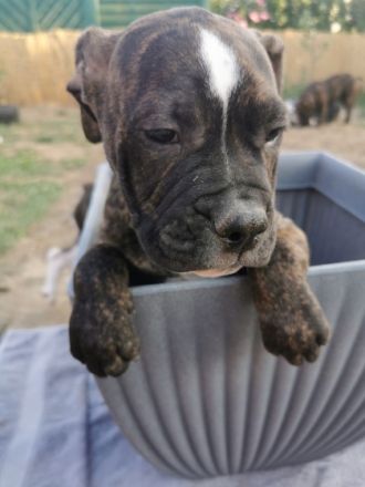 Hallo wir sind noch 6 wunderschöne Old English Bulldogs