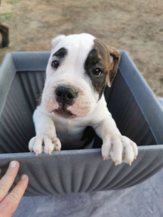 Hallo wir sind noch 6 wunderschöne Old English Bulldogs