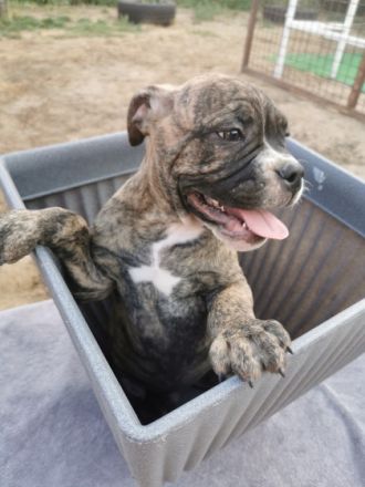 Hallo wir sind noch 6 wunderschöne Old English Bulldogs