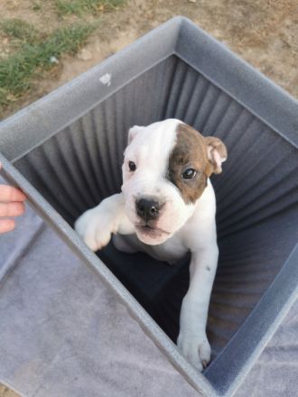 Hallo wir sind noch 6 wunderschöne Old English Bulldogs