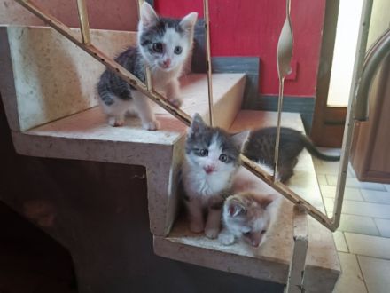 Die Mama eine Hauskatze ist ruhig vom Charakter kommt