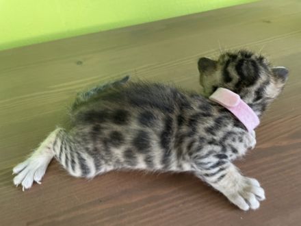 Unsere Bengaldame hat am 26.5.2022 - 3 gesunde und