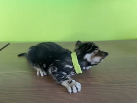 Unsere Bengaldame hat am 26.5.2022 - 3 gesunde und