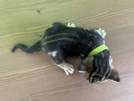 Unsere Bengaldame hat am 26.5.2022 - 3 gesunde und