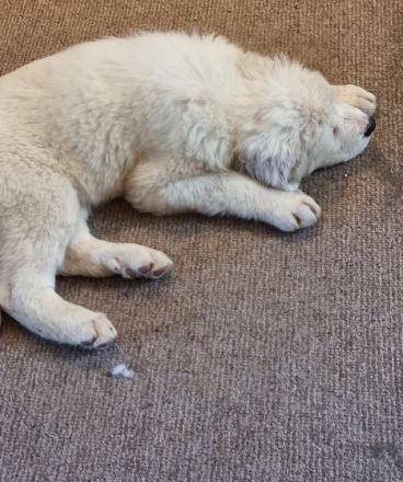 8 wunderschöne Pyrenäenberghund x Kuvacz Welpen. Beide