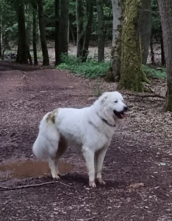 8 wunderschöne Pyrenäenberghund x Kuvacz Welpen. Beide