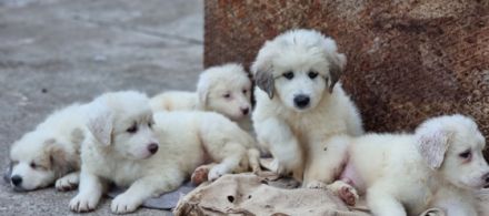 8 wunderschöne Pyrenäenberghund x Kuvacz Welpen. Beide