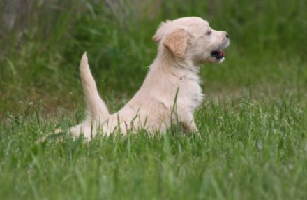 Wir haben wunderschöne Welpen der Rasse Golden Retriver