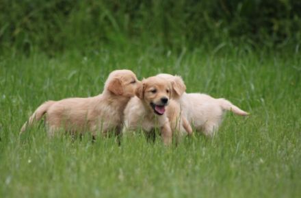 Wir haben wunderschöne Welpen der Rasse Golden Retriver