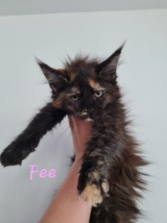 Unsere 4 zauberhaften verschmusten Typvollen Maine Conn