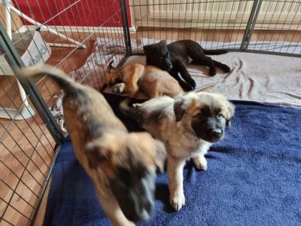 Hallo liebe Tierfreunde. Meine Malinois Hündin hat am