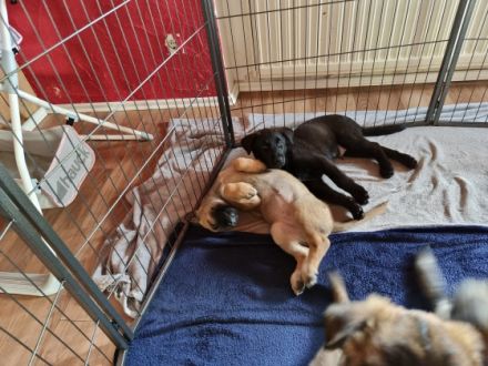 Hallo liebe Tierfreunde. Meine Malinois Hündin hat am