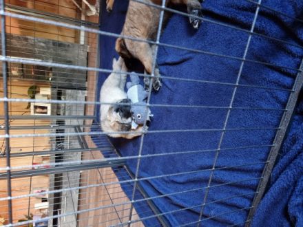 Hallo liebe Tierfreunde. Meine Malinois Hündin hat am