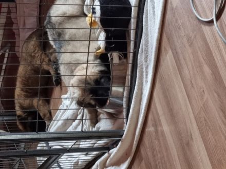 Hallo liebe Tierfreunde. Meine Malinois Hündin hat am