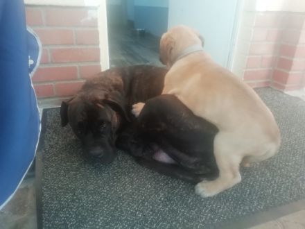 Wir suchen für unsere Welpen neue Familien auf