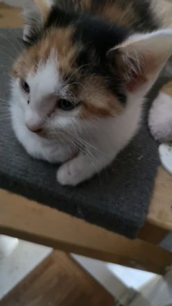 Wir sind zwei freche kleine Katzen die in ein paar