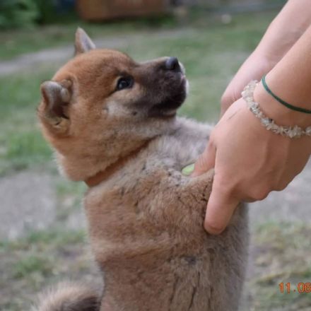 Wunderbare Welpen warten auf ihre neue Familie! kurze &