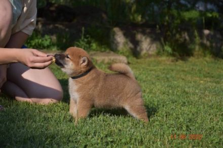 Wunderbare Welpen warten auf ihre neue Familie! kurze &