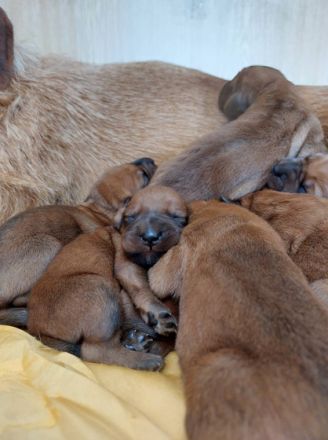 Zuchtstation Jirmil Utrnil verkauft Weplen des