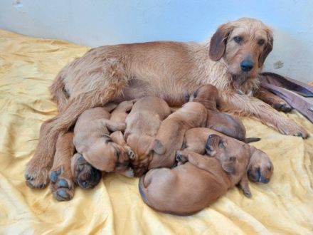 Zuchtstation Jirmil Utrnil verkauft Weplen des