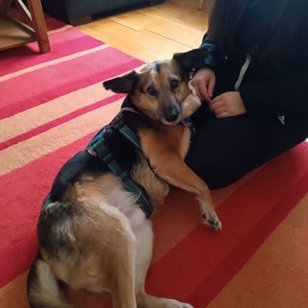 Antonio Geschlecht: männlich / kastriert Geboren: 01.01