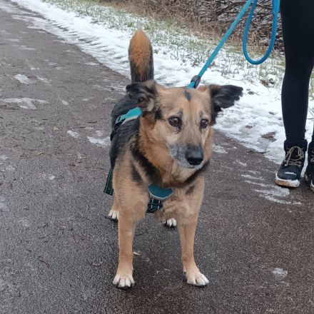 Antonio Geschlecht: männlich / kastriert Geboren: 01.01