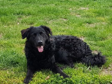 Wir suchen für unsere hübsche Lilly ein neues Zuhause