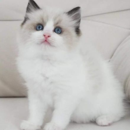 Hallo liebe Katzen Freunde Noch 3 wunderschönes,