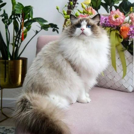 Hallo liebe Katzen Freunde Noch 3 wunderschönes,