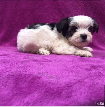 Wir sind vier kleine,gesunde,aufgeweckte Yorkshire