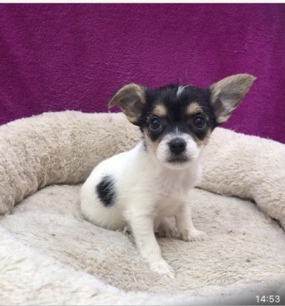 Wir sind vier kleine,gesunde,aufgeweckte Yorkshire