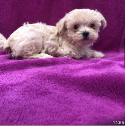 Wir sind vier kleine,gesunde,aufgeweckte Yorkshire