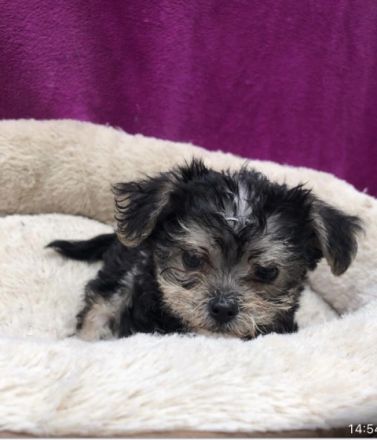 Wir sind vier kleine,gesunde,aufgeweckte Yorkshire